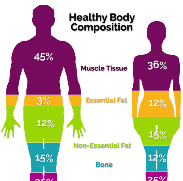 body compositioncut