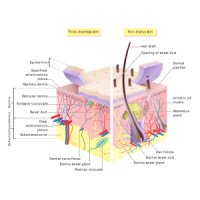 Διαγνωστικός υπέρηχος υψηλής συχνότητας
