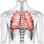 diaphragm