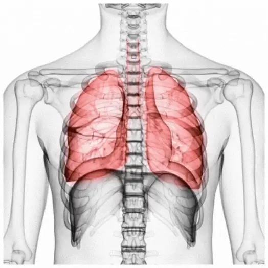 diaphragm